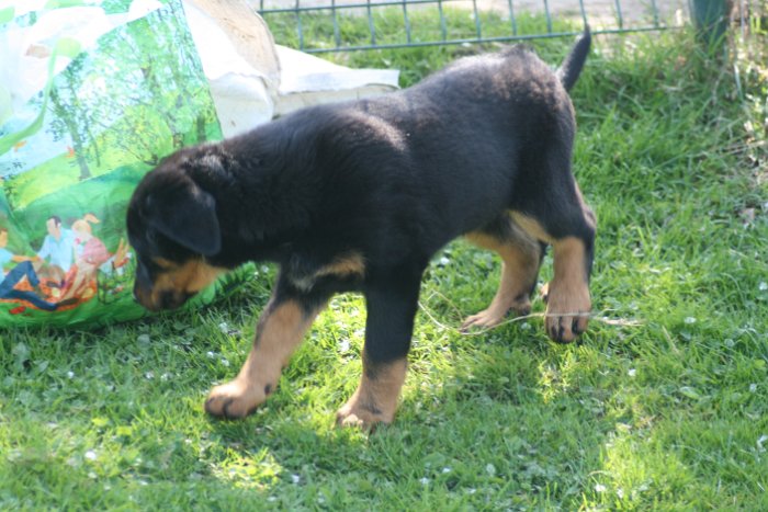 Quenza 09 04 2017 (14)